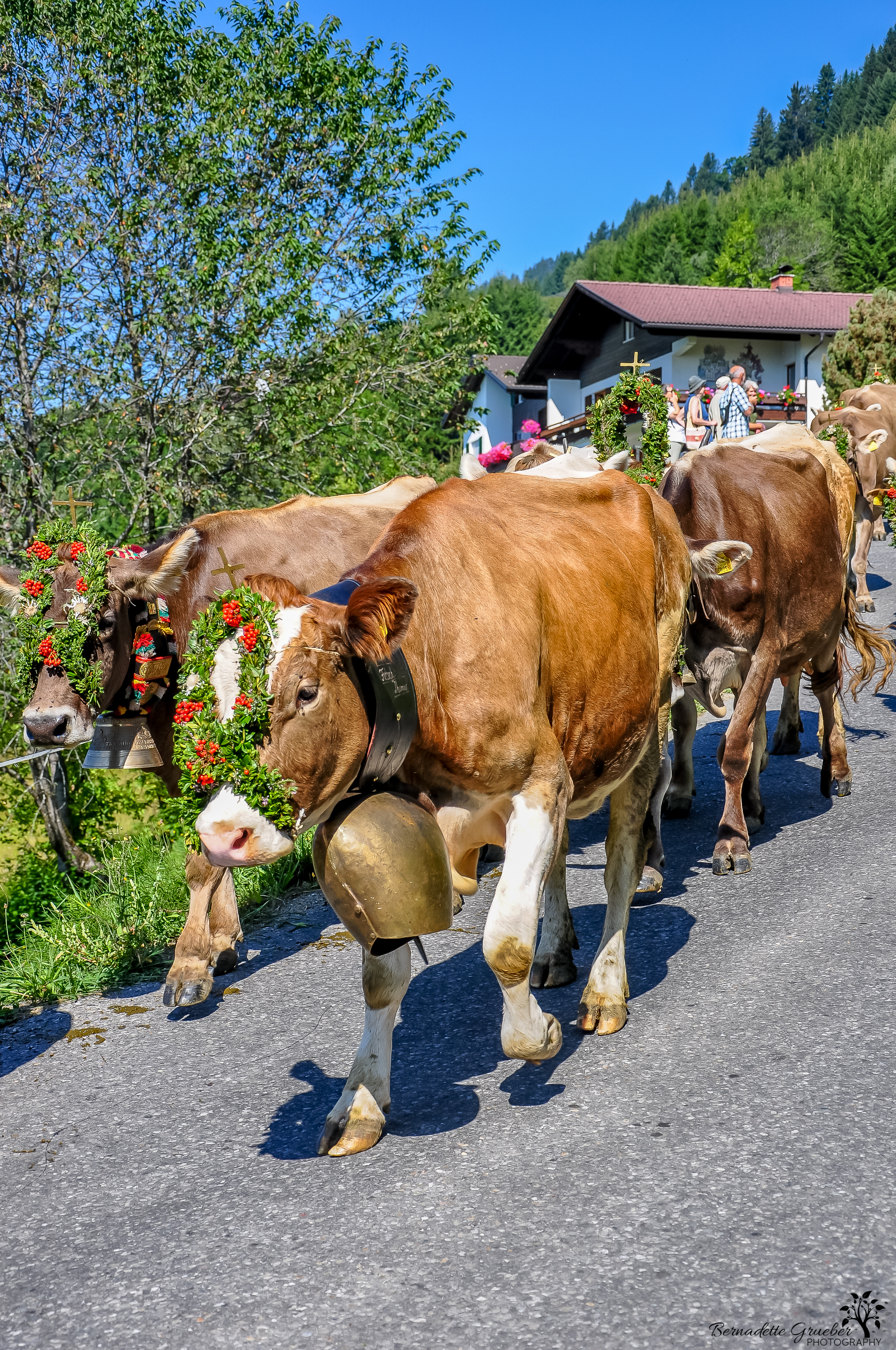 austrian-cow-festival-4a