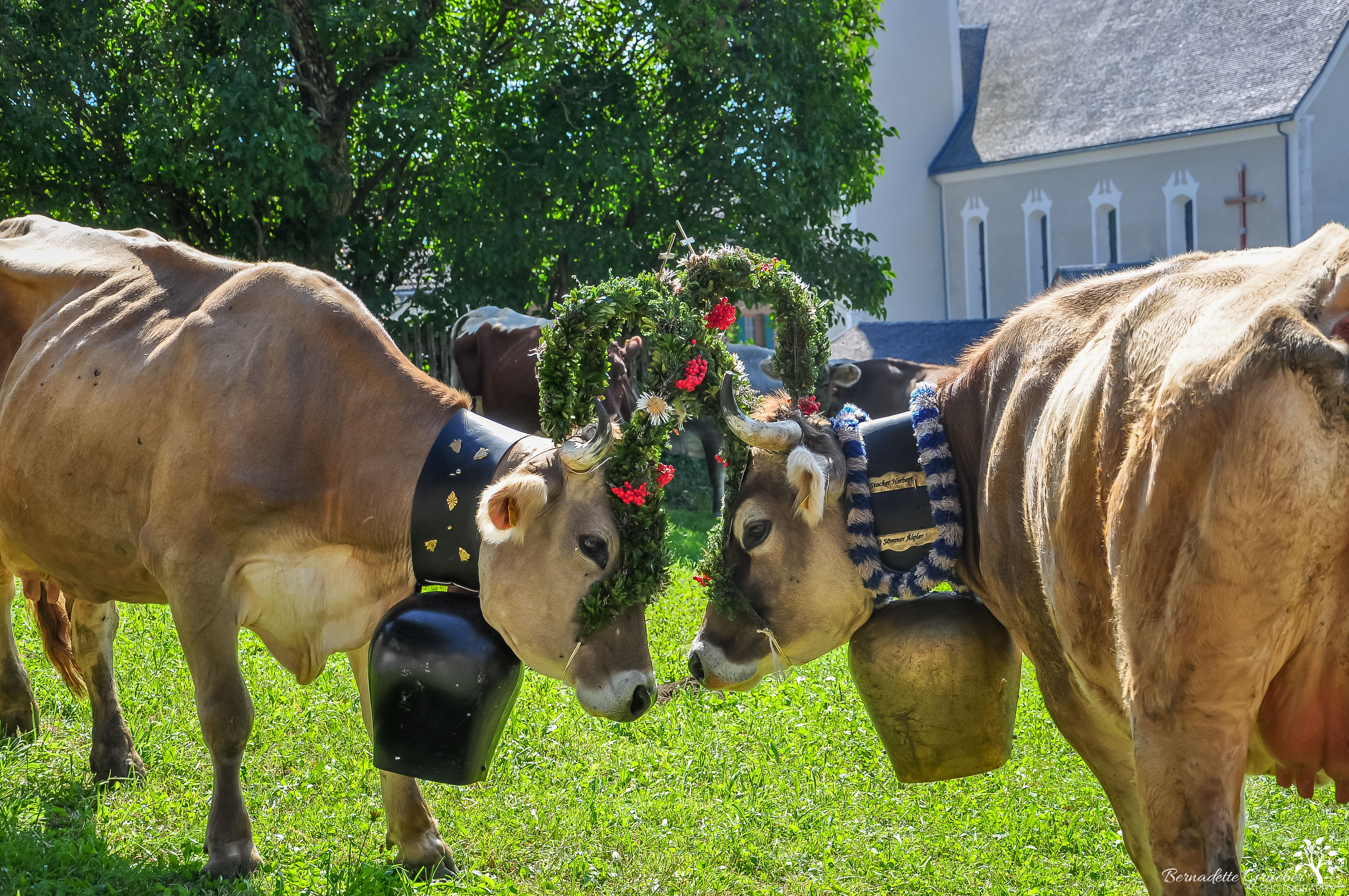 Austrian cow festival 21a.jpg