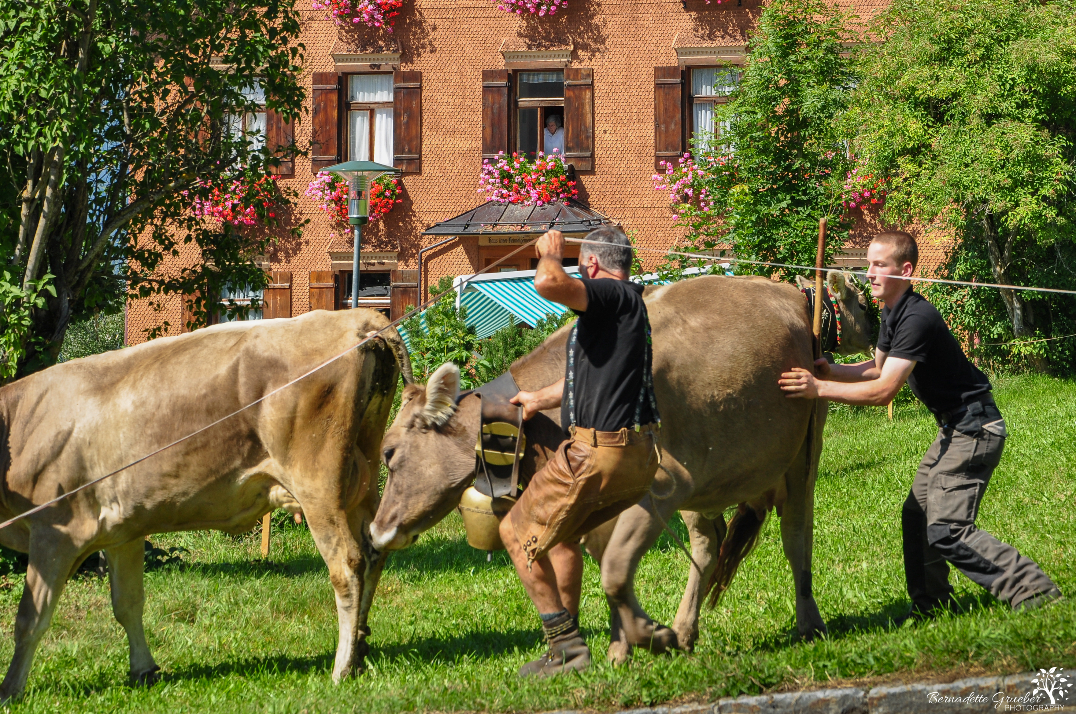 Austrian cow festival 22a.jpg