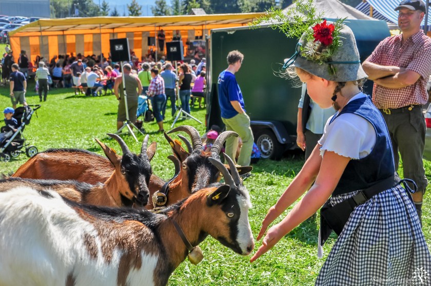 Austrian cow festival 24a.jpg