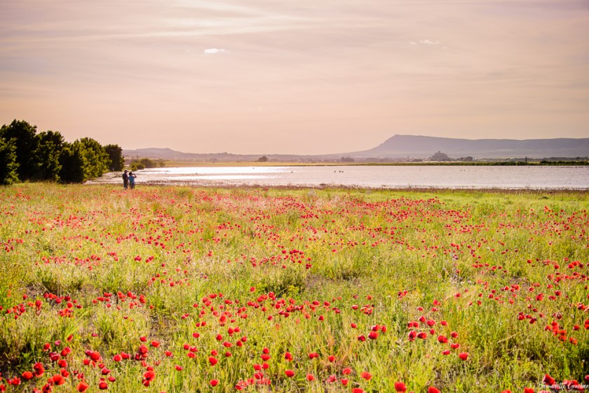 #BG#Flamingoes &amp; Poppiesl#Albecete-1