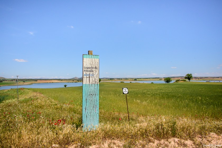 #BG#Flamingoes &amp; Poppiesl#Albecete-10