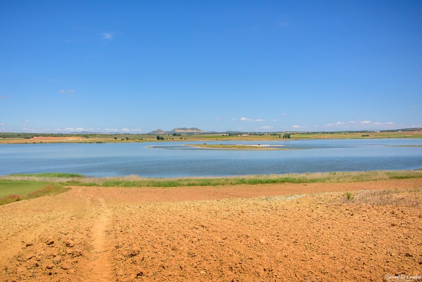 #BG#Flamingoes &amp; Poppiesl#Albecete-11