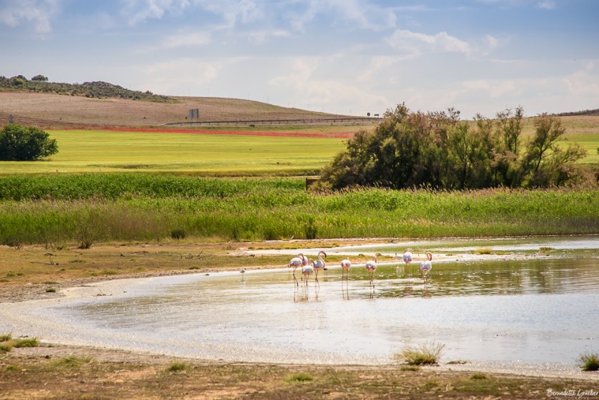 #BG#Flamingoes &amp; Poppiesl#Albecete-13