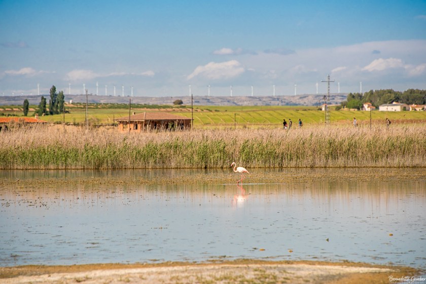 #BG#Flamingoes &amp; Poppiesl#Albecete-14