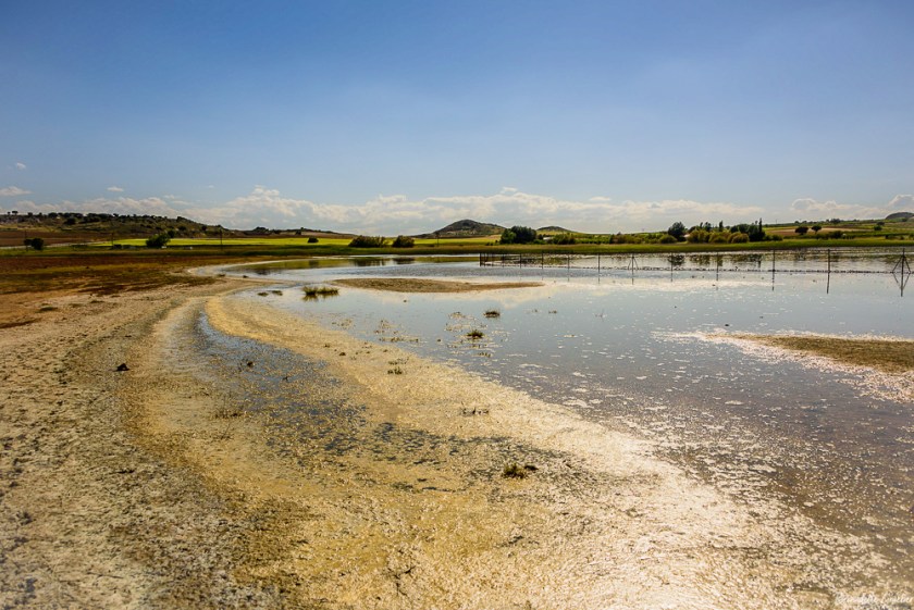 #BG#Flamingoes &amp; Poppiesl#Albecete-16