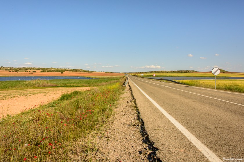 #BG#Flamingoes &amp; Poppiesl#Albecete-18
