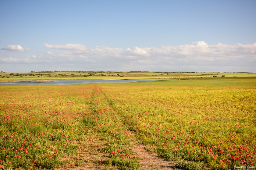 #BG#Flamingoes &amp; Poppiesl#Albecete-20