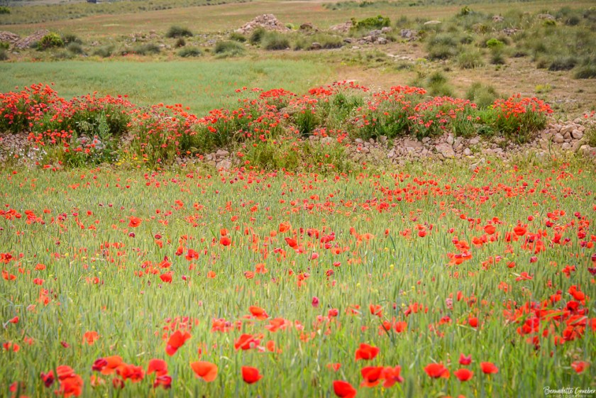 #BG#Flamingoes &amp; Poppiesl#Albecete-21