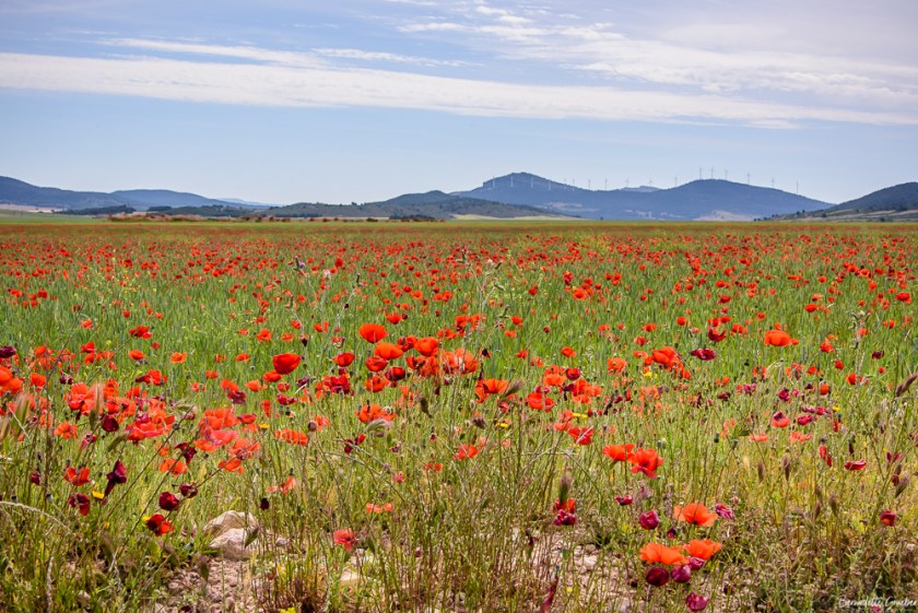 #BG#Flamingoes &amp; Poppiesl#Albecete-22