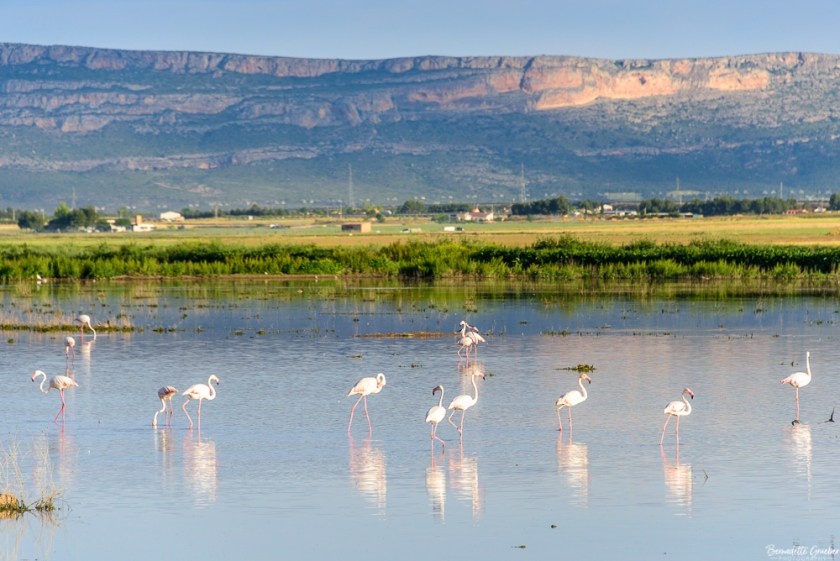 #BG#Flamingoes &amp; Poppiesl#Albecete-23
