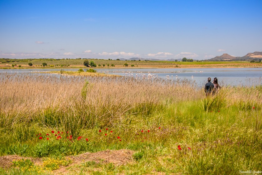 #BG#Flamingoes &amp; Poppiesl#Albecete-26