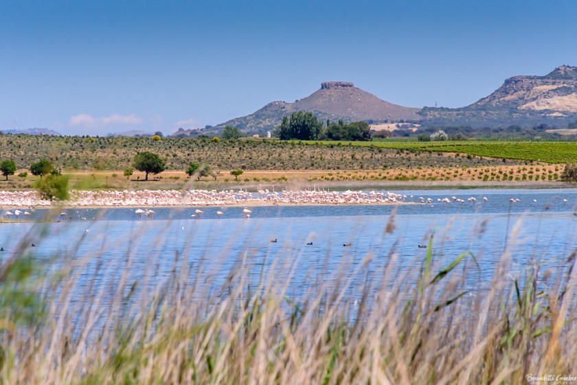 #BG#Flamingoes &amp; Poppiesl#Albecete-27