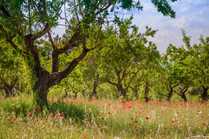 #BG#Flamingoes &amp; Poppiesl#Albecete-3