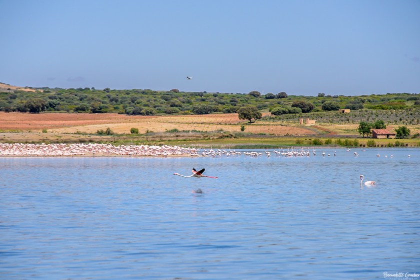 #BG#Flamingoes &amp; Poppiesl#Albecete-6