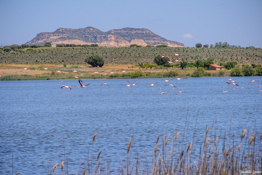 #BG#Flamingoes &amp; Poppiesl#Albecete-9