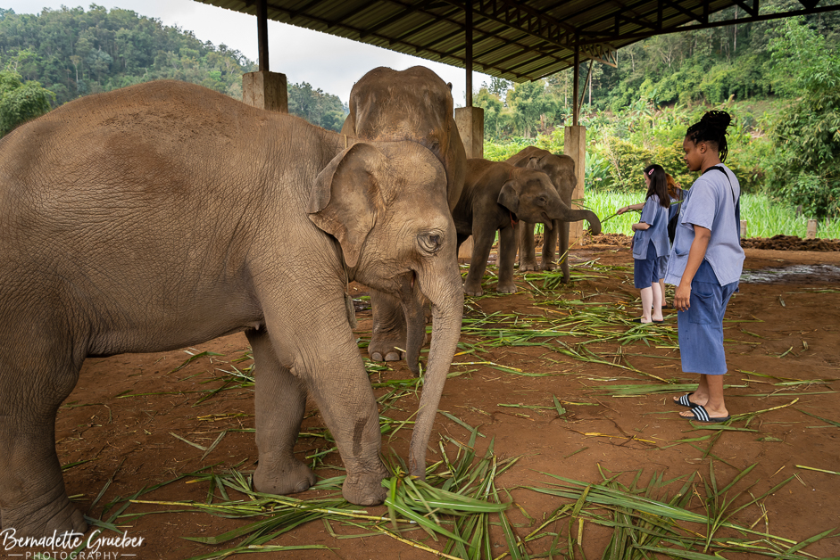 BGP #Elephants#Chiang Mai#Thailand-12