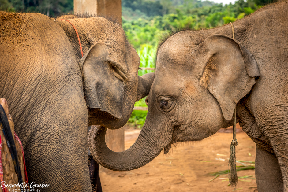 BGP #Elephants#Chiang Mai#Thailand-14