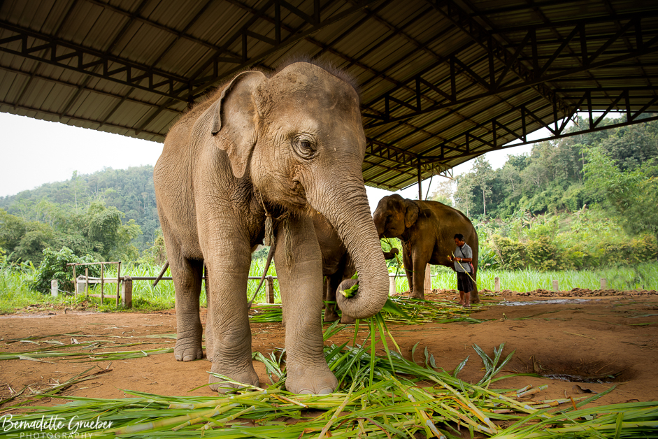 BGP #Elephants#Chiang Mai#Thailand-5