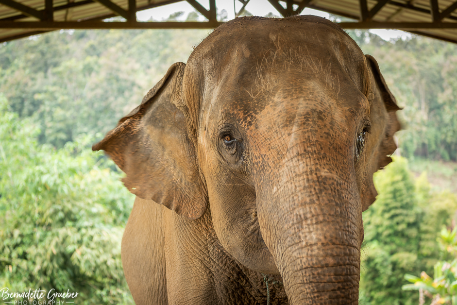 BGP #Elephants#Chiang Mai#Thailand-7